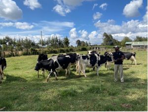 Cows on a farm run by small dairy farmers